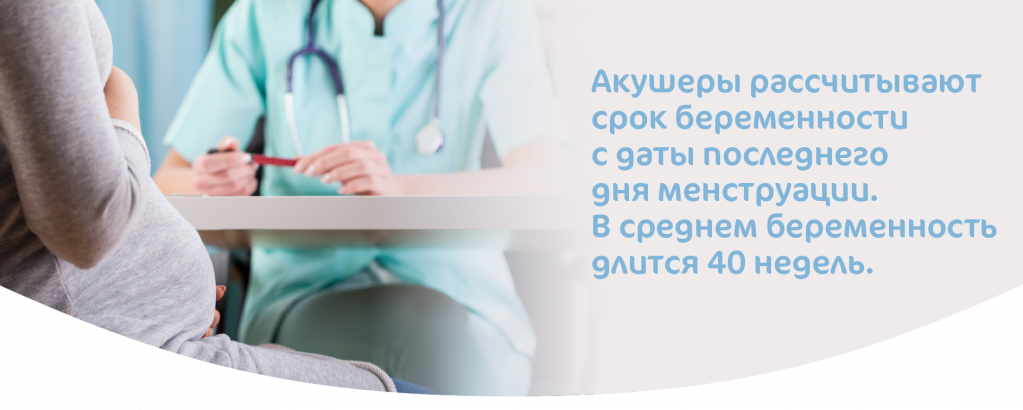 Как рассчитываются сроки триместра