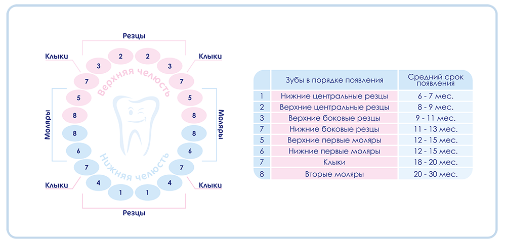 Схема появления зубов
